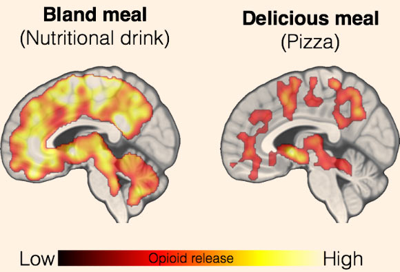 Eating both bland (left panel) and delicious (right panel) meals triggered significant opioid release in the brain. Image credit: University of Turku.