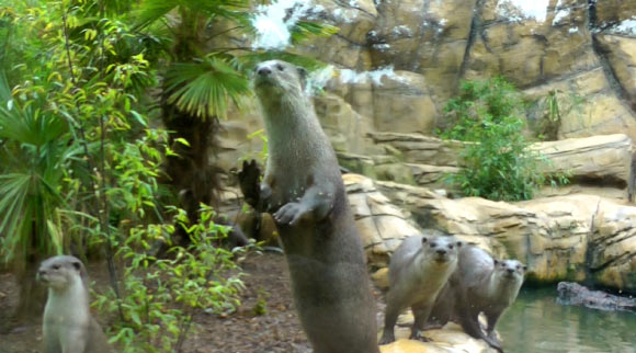 Ladds et al found evidence for social learning in smooth-coated otters (Lutrogale perspicillata). Image credit: Ladds et al, doi: 10.1098/rsos.170489.