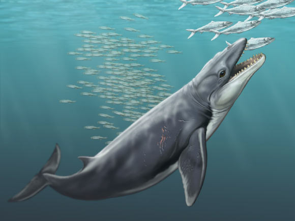 Reconstruction of the ancient toothed whale Janjucetus. Image credit: Carl Buell.