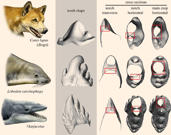 Comparison of the postcanine teeth of the dingo (Canis lupus), with that of the crabeater seal (Lobodon carcinophaga), an extant seal known to employ tooth-based suction filter feeding, and the extinct toothed mysticete Janjucetus. Note the sharp cutting edges in the dingo and Janjucetus. 3D surface models not to scale. Image credit: Carl Buell / Hocking et al, doi: 10.1098/rsbl.2017.0348.