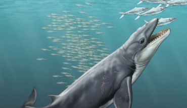 Reconstruction of the ancient toothed whale Janjucetus. Image credit: Carl Buell.