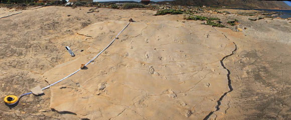 The Trachilos footprints were discovered by Dr. Gerard Gierlinski, a paleontologist at the Polish Geological Institute, by chance when he was on holiday on Crete in 2002. Dr. Gierlinski identified the footprints as those of a mammal. In 2010, he returned to the site together with Dr. Grzegorz Niedzwiedzki, a Polish paleontologist at Uppsala University, to study the footprints in detail. Together they came to the conclusion that the footprints were made by hominins. Image credit: Andrzej Boczarowski.