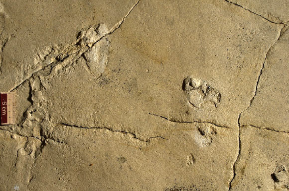 Photograph of two prints possibly representing a static stance of one individual. Image credit: Gierlinski et al, doi: 10.1016/j.pgeola.2017.07.006.