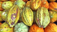 According to Rowley IV et al, cocoa compounds have beneficial effects on beta-cell function. Image credit: Pernilla Klockars.