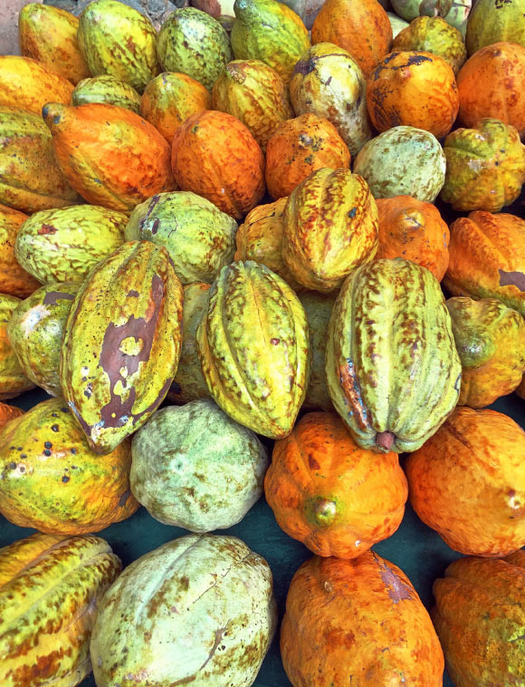 According to Rowley IV et al, cocoa compounds have beneficial effects on beta-cell function. Image credit: Pernilla Klockars.