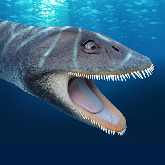 Life restoration of the Upper Cretaceous plesiosaur Morturneria seymourensis. Image credit: Texas Tech University.