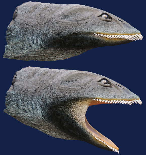 When the jaw of Morturneria seymourensis was closed, teeth from the upper and lower jaws formed a nice trap. Basically, the reptile would swallow a school of krill, close the jaws to let the water out, but keep the krills inside for chewing and swallowing. With these kind of interdigitating delicate teeth, Morturneria seymourensis could not tackle large fish or shelled animals, which were favorite food of most plesiosaurs. Image credit: Texas Tech University.