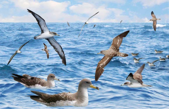 Cory’s shearwaters from the Crossley ID Guide Britain and Ireland. Image credit: Richard Crossley / CC BY-SA 3.0.