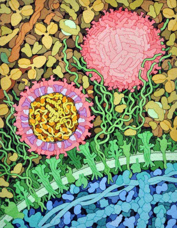 Space-fill drawing of the outside of one Zika virus particle, and a cross-section through another as it interacts with a cell. The two main proteins of the viral envelope, the envelope proteins and membrane proteins, are shown in red and purple respectively. The lipid membrane of the envelope is shown in light lavender.The capsid proteins, in orange, are shown interacting with the RNA genome, in yellow, at the center of the virus. The cell-surface receptor proteins are in green, the cytoskeleton in blue, and blood plasma proteins in gold. Image credit: David Goodsell.