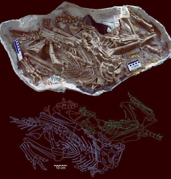 Photo and sketch of the confiscated specimen showing three different juveniles of the same species of dinosaur preserved in roosting posture, immediately next to each other. Image credit: Gregory Funston.
