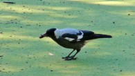 The Australian magpie (Gymnorhina tibicen). Image credit: Eleanor Drinkwater.