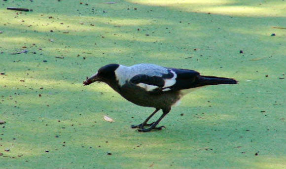 The Australian magpie (Gymnorhina tibicen). Image credit: Eleanor Drinkwater.