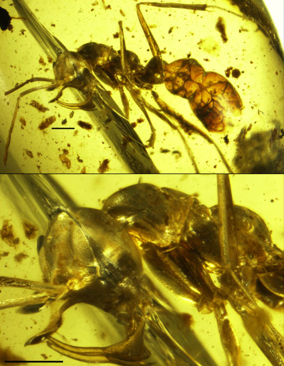 Photomicrographs of Linguamyrmex vladi. Scale bars - 0.5 mm. Image credit: Barden et al, doi: 10.1111/syen.12253.
