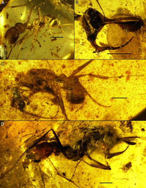 Photomicrographs of Linguamyrmex vladi and Linguamyrmex sp. Scale bars - 1 mm. Image credit: Barden et al, doi: 10.1111/syen.12253.