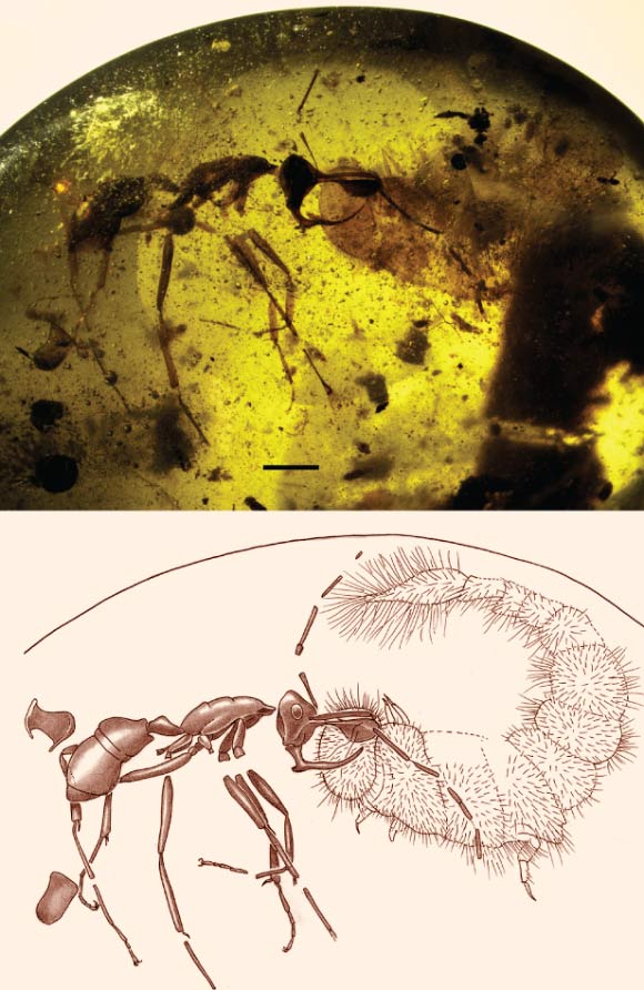 Photomicrograph (top) in lateral view of Linguamyrmex sp. and beetle larvae, scale bar - 1.0 mm; and rendering (bottom) of the specimen. Image credit: Barden et al, doi: 10.1111/syen.12253.