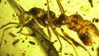 Photomicrograph of Linguamyrmex vladi. Image credit: Barden et al, doi: 10.1111/syen.12253.