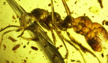 Photomicrograph of Linguamyrmex vladi. Image credit: Barden et al, doi: 10.1111/syen.12253.