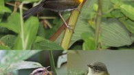 Top: an orange-billed sparrow (Arremon aurantiirostris). Bottom left: a golden-crowned warbler (Basileuterus culicivorus). Bottom right: a yellow-olive flycatcher (Tolmomyias sulphurescens). Image credit: Dominic Sherony / Dario Sanches / Gary L. Clark / CC BY-SA 2.0.