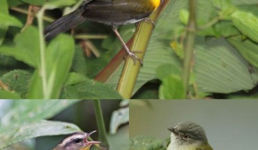 Top: an orange-billed sparrow (Arremon aurantiirostris). Bottom left: a golden-crowned warbler (Basileuterus culicivorus). Bottom right: a yellow-olive flycatcher (Tolmomyias sulphurescens). Image credit: Dominic Sherony / Dario Sanches / Gary L. Clark / CC BY-SA 2.0.