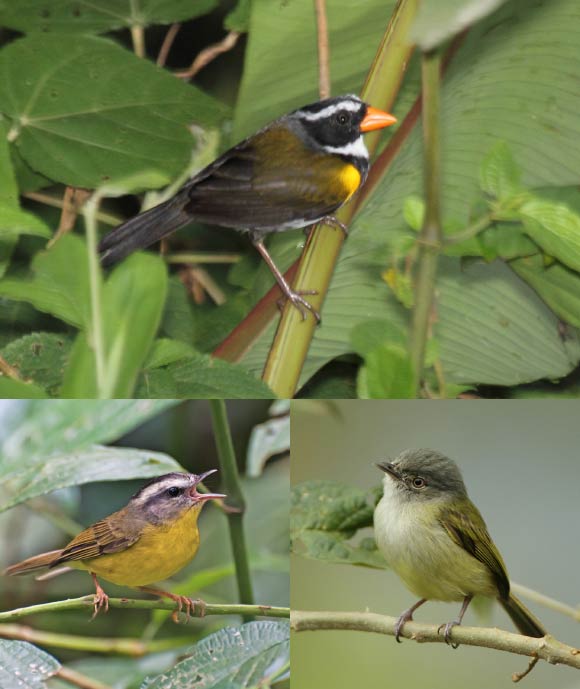 Top: an orange-billed sparrow (Arremon aurantiirostris). Bottom left: a golden-crowned warbler (Basileuterus culicivorus). Bottom right: a yellow-olive flycatcher (Tolmomyias sulphurescens). Image credit: Dominic Sherony / Dario Sanches / Gary L. Clark / CC BY-SA 2.0.