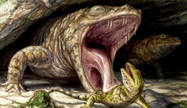 The Early Permian dissorophoid temnospondyl Cacops morrisi displays its fearsome dentition as it preys on the hapless reptile Captorhinus. Image credit: Brian Engh, dontmesswithdinosaurs.com.