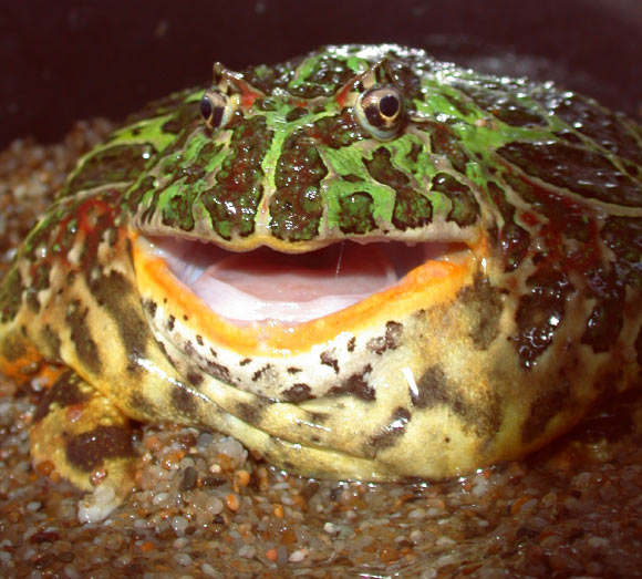South American horned frog showing round shape and large mouth. Image credit: Kristopher Lappin.