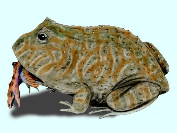 Beelzebufo ampinga. Image credit: Nobu Tamura, spinops.blogspot.com / CC BY 3.0.