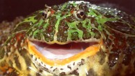 South American horned frog showing round shape and large mouth. Image credit: Kristopher Lappin.