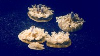 Like humans, Cassiopea jellyfish exhibit the telltale signs of sleep. Image credit: California Institute of Technology.