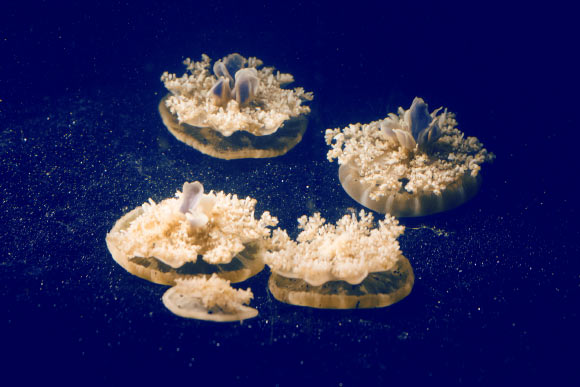 Like humans, Cassiopea jellyfish exhibit the telltale signs of sleep. Image credit: California Institute of Technology.
