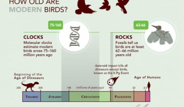 This is the ‘Liliput Timeline.’ Image credit: Cornell Lab of Ornithology.