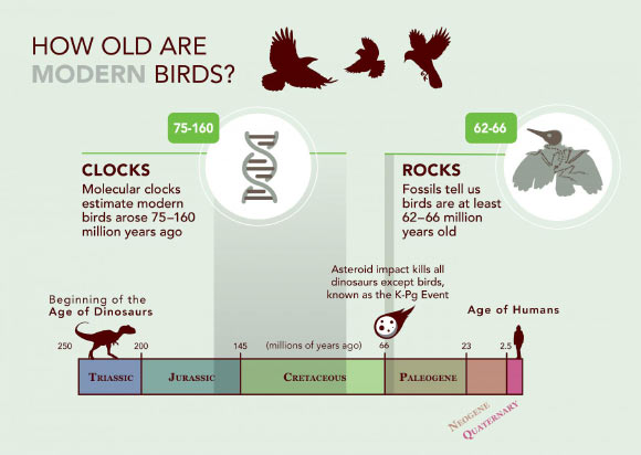 This is the ‘Liliput Timeline.’ Image credit: Cornell Lab of Ornithology.