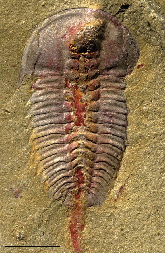 Palaeolenus lantenoisi showing evidence of crop, digestive glands, alimentary canal along thorax, and excreted waste posterior to pygidium. Scale bar - 5 mm. Image credit: Hopkins et al, doi: 10.1371/journal.pone.0184982.