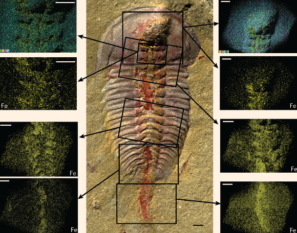 Iron concentrations in digestive tract of Palaeolenus lantenoisi. Scale bars - 1 mm. Top right and left panels show elemental maps of Fe (yellow), Si (pink), O (green), and Al (cyan) concentrations in the areas indicated by black rectangles in the central photography. All other panels show elemental maps of just Fe concentrations (yellow) in the indicated areas. Note that here and in elemental maps in other figures, some areas where iron concentrations are expected but not evident are in ‘shadow’ due to the orientation of the specimen or because that part of the specimen is outside of the width of detection, so no elemental composition is available (compare the top two panels showing Fe, Si, O, and Al with those just below showing only Fe). Image credit: Hopkins et al, doi: 10.1371/journal.pone.0184982.