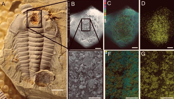 Spherical aggregates of iron oxide in crop of Redlichia mansuyi: (A) photograph of entire specimen; (B) SEM image of crop outlined in (A); (C) SEM image overlain by elemental mapping: Ti, Al (fuchsia), N, K (red), C (dark blue), Cu (pink), S (violet), P (light blue), Ca (blue-green), Na (yellow-green), Mg (orange), Fe (yellow), Si (cyan), O (green); (D) elemental map of just iron in area shown in B and C; (E) SEM image of area outlined in (B); (F) SEM image overlain by elemental mapping: Fe (yellow), Si (cyan); (G) elemental map of iron in area shown in E and F. Scale bar for (A) - 5 mm, for (B-D) - 1 mm, for (E-G) - 500 microns. Image credit: Hopkins et al, doi: 10.1371/journal.pone.0184982.