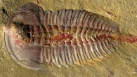 Palaeolenus lantenoisi showing evidence of crop, digestive glands, alimentary canal along thorax, and excreted waste posterior to pygidium. Scale bar - 5 mm. Image credit: Hopkins et al, doi: 10.1371/journal.pone.0184982.