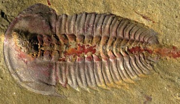 Palaeolenus lantenoisi showing evidence of crop, digestive glands, alimentary canal along thorax, and excreted waste posterior to pygidium. Scale bar - 5 mm. Image credit: Hopkins et al, doi: 10.1371/journal.pone.0184982.