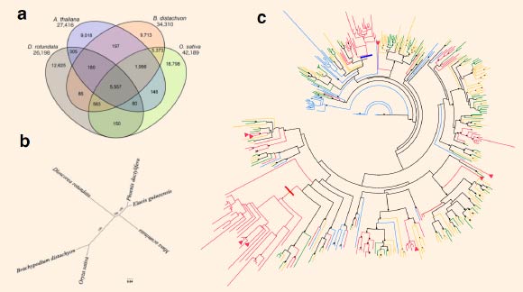 Comparative genomics of the white Guinea yam (Dioscorea rotundata) and other angiosperm species: (a) Venn diagram showing conserved and unique genes at 1:1 correspondence among the white Guinea yam, Arabidopsis thaliana, Brachypodium distachyon, and Oryza sativa; total gene counts in each genome are given below the species name; (b) maximum likelihood tree of the white Guinea yam, B. distachyon, O. sativa, Elaeis guineensis, Musa acuminata, and Phoenix dactylifera based on 2,381 orthologous protein-coding genes; the bootstrap values across 1,000 resamplings are shown; the scale bar represents the mean number of substitutions per site; (c) phylogenetic analysis of the relationships of mannose-specific bulb-type lectin proteins in the white Guinea yam (red), A. thaliana (blue), B. distachyon (green), and O. sativa (orange); arrowheads represent bulb-type lectins observed to have enriched expression in tubers; high confidence bootstrap values (1,000 replicates) are represented at the nodes of the tree as dots; thick red and blue lines show two root branches of white Guinea yam -specific expanded genes. Image credit: Tamiru et al, doi: 10.1186/s12915-017-0419-x.
