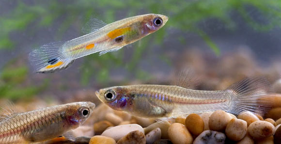 Wild male and female Trinidadian guppies (Poecilia reticulata). Image credit: Per Harald Olsen / CC BY 3.0.