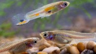 Wild male and female Trinidadian guppies (Poecilia reticulata). Image credit: Per Harald Olsen / CC BY 3.0.