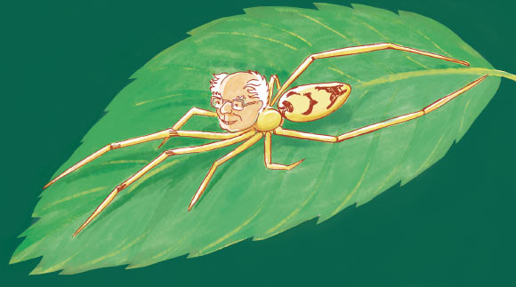 The smiley-faced spider Spintharus berniesandersi is named after U.S. Senator Bernie Sanders. Image credit: Glynnis Fawkes.