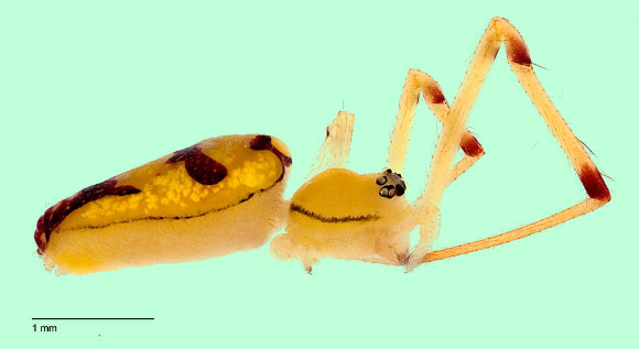 Spintharus berniesandersi, female in lateral view. Image credit: Agnarsson Lab.