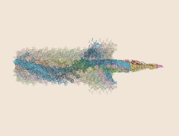 The structure of T6SS during contraction. Image credit: University of Basel, Biozentrum.