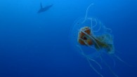 The jellyfish Diplulmaris antarctica and the Adélie penguin (Pygoscelis adeliae) swim in the Antarctic waters near Dumont d’Urville station in December 2015. Image credit: Pierre Chevaldonné / CNRS / IPEV.