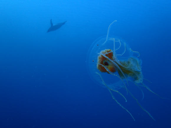 The jellyfish Diplulmaris antarctica and the Adélie penguin (Pygoscelis adeliae) swim in the Antarctic waters near Dumont d’Urville station in December 2015. Image credit: Pierre Chevaldonné / CNRS / IPEV.