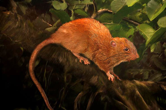 This is an illustration of Uromys vika. Image credit: Velizar Simeonovski, Field Museum.