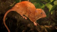 This is an illustration of Uromys vika. Image credit: Velizar Simeonovski, Field Museum.
