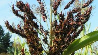 Sorghum (Sorghum bicolor). Image credit: Pethan, Botanical Gardens, Utrecht University / CC BY-SA 3.0.