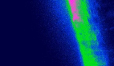 Tanycyte cells reacting to a puff of the amino acid lysine. Scale bar - 20 μm. Image credit: Nicholas Dale / Greta Lazutkaite.