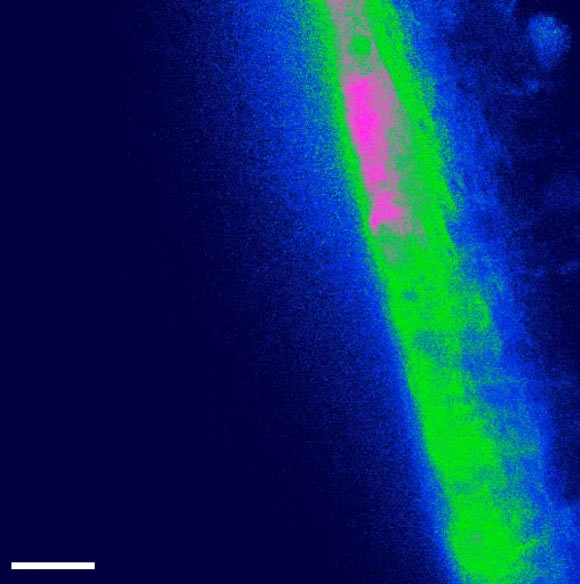 Tanycyte cells reacting to a puff of the amino acid lysine. Scale bar - 20 μm. Image credit: Nicholas Dale / Greta Lazutkaite.